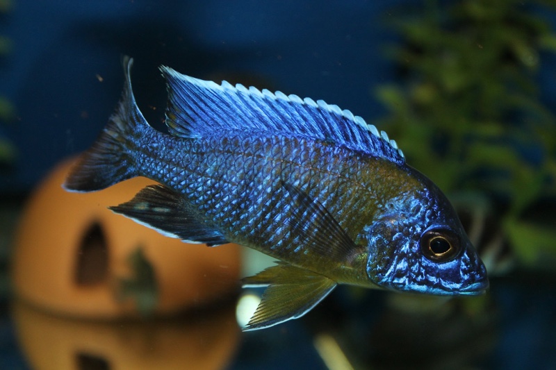 Aulonocara stuartgranti 'Chitimba Bay (Shallow)'